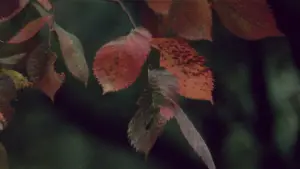 Backdrop to the movie "Solaris" #731558