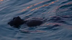 Backdrop to the movie "Buoyancy" #649142