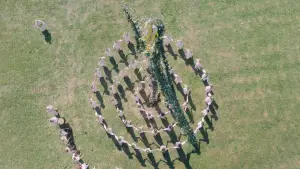 Backdrop to the movie "Midsommar" #589014