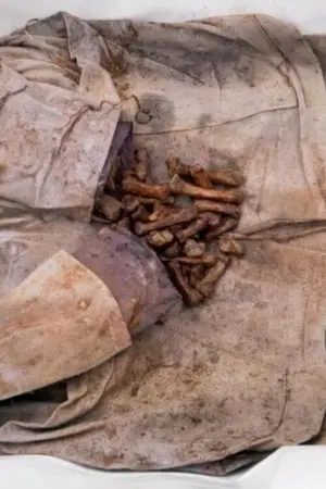 Poster to the movie "Exhumator" #491211