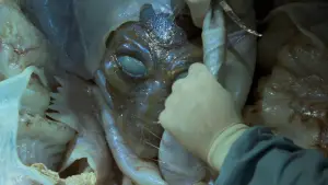 Backdrop to the movie "Independence Day" #800804