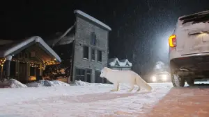 Backdrop to the movie "Kina & Yuk : renards de la banquise" #757772