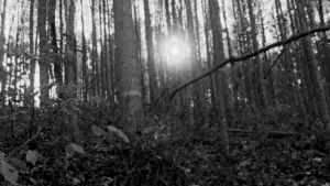 Backdrop to the movie "The Blair Witch Project" #697476