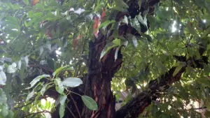 Backdrop to the movie "Caress" #368599