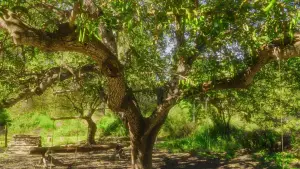 Backdrop to the movie "Inflorescencia" #824131