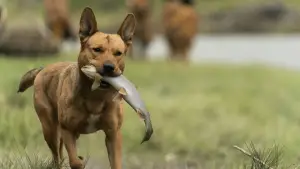 Backdrop to the movie "Prey" #626093