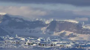 Backdrop to the movie "March of the Penguins 2: The Next Step" #486265