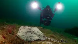 Backdrop to the movie "North Sea – Nature Untamed" #772991
