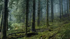 Backdrop to the movie "The Bare Necessity" #705211