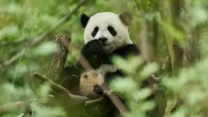 Backdrop to the movie "Moon the Panda" #590032