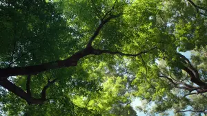 Backdrop to the movie "Perfect Days" #529625