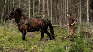 Backdrop to the movie "Maria Chapdelaine" #381645