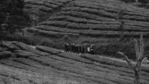 Backdrop to the movie "Last Voice for Lost Light" #367112