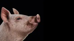 Backdrop to the movie "The Hunt" #771623