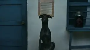 Backdrop to the movie "Black Dog" #600720