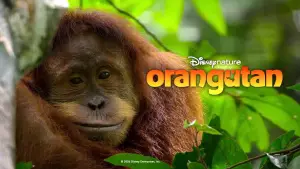 Backdrop to the movie "Orangutan" #817526