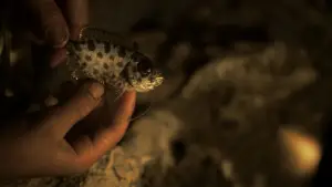 Backdrop to the movie "History Is Written at Night" #787847