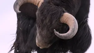 Backdrop to the movie "The Velvet Queen" #390745