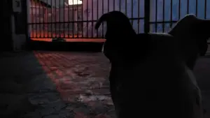 Backdrop to the movie "Thor" #736755