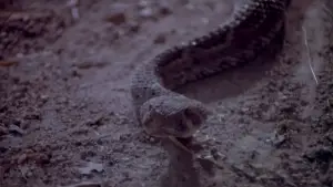 Backdrop to the movie "Rattlers" #737840