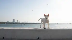 Backdrop to the movie "Gohan" #796480