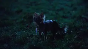 Backdrop to the movie "The Mansion" #492462