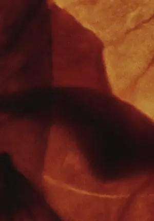 Poster to the movie "Mothlight" #703595