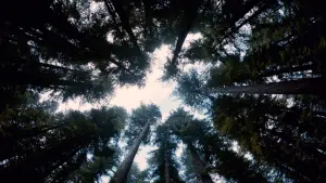 Backdrop to the movie "The Tree of Life" #266195