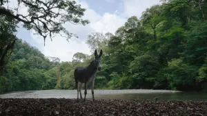 Backdrop to the movie "Journey to the West" #374015