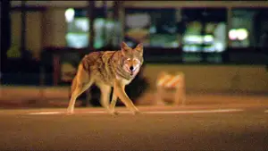 Backdrop to the movie "Collateral" #625930