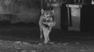 Backdrop to the movie "Yojimbo" #750543