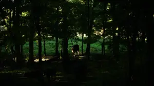 Backdrop to the movie "The Human Hibernation" #757294