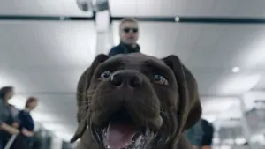 Backdrop to the movie "Cat and Dog" #429799