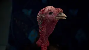 Backdrop to the movie "Universal Language" #654829