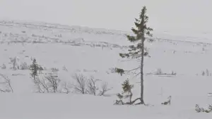 Backdrop to the movie "A tree is a tree" #794814