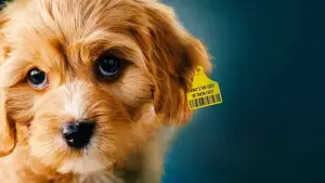 Backdrop to the movie "Dogspiracy" #800885