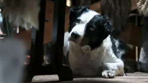 Backdrop to the movie "Kina & Yuk : renards de la banquise" #757761