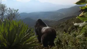 Backdrop to the movie "A Gorilla Story: Told by David Attenborough" #832785