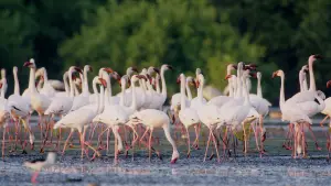 Backdrop to the movie "Horizon Saudi Arabia" #793475