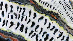 Backdrop to the movie "Puparia" #636160