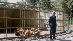 Backdrop to the movie "WAX & GOLD" #539099