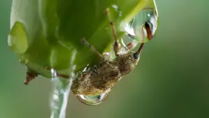 Backdrop to the movie "Heart of Oak" #198319