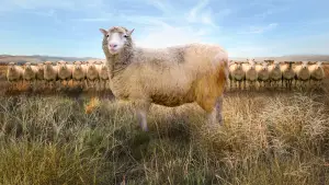 Backdrop to the movie "Dolly: The World