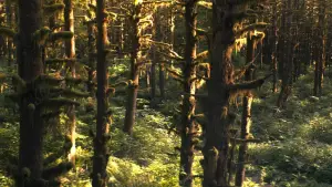 Backdrop to the movie "A Hero