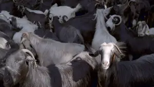 Backdrop to the movie "As the Spring Arrives, Water Recalls the Nomads" #912962