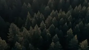 Backdrop to the movie "Pig" #271705