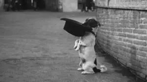 Backdrop to the movie "Umberto D." #752723