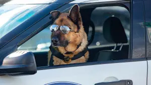 Backdrop to the movie "Cats & Dogs 3: Paws Unite" #322880