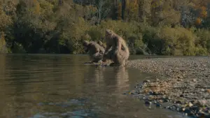 Backdrop to the movie "Sasquatch Sunset" #745843