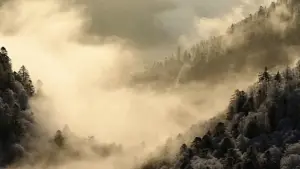 Backdrop to the movie "Whispers in the Woods" #534622